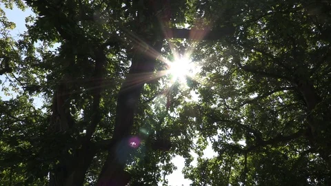Lens Flare, Sunlight Through Giant Trees Stock Footage 79603203