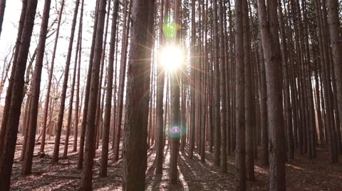 Lens flare in tall pine forest at Sunset Stock Footage 48907517