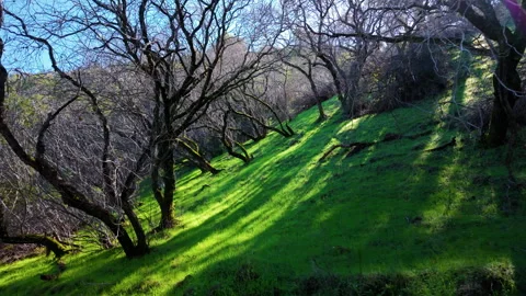 Lens flare through bare tree branches over vibrant grassy slope on a clear Vídeo Stock 331228855