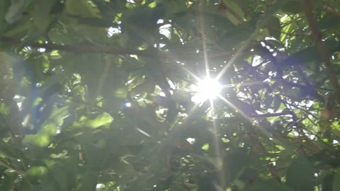 Lens flare through leafy tree Stock Footage 131760708