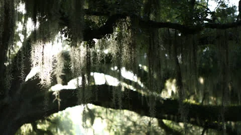 Lens Flare Through Leaves Stock Footage 26850134