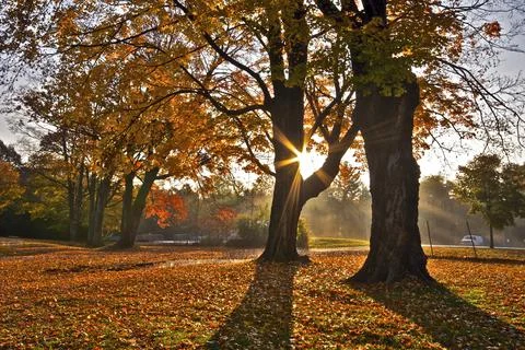 Lens-flare through the maple tree in the public park in autumn Stock Photos