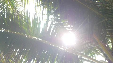 Lens Flare through Palm Tree Leaves .Shot on in 4K(ultra-high definition (UHD Stock Footage 61650175