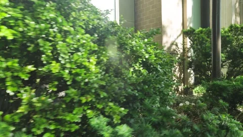 Lens flare through thick greenery bushes growing beside a red brick building Stock Footage 242330189