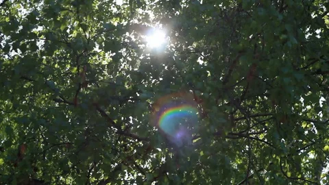 Lens flare through the trees FullHD ProRes 422 HQ Stock Footage 130109007
