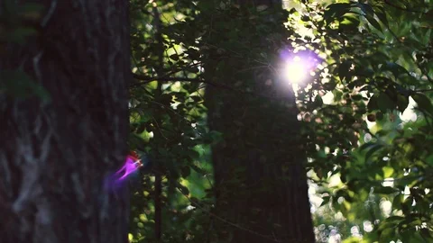 Lens Flare in Trees Video stock 90994782