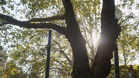 Lens flares through broad leafed tree in Seattle Downtown Stock Footage 90059283