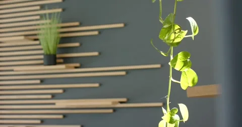 Lens shifting focus from slatted wall and grass to trailing vine leaves swaying Stock Footage 342595809