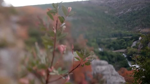 Lens  whacking  in nature in front of leafs Video stock 87766511