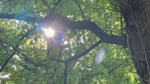 Lense flare through trees 2 Stock Footage 243091787
