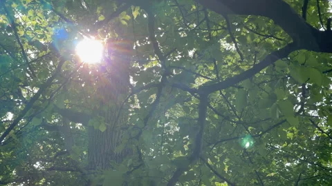 Lense flare through trees Stock Footage 243091240