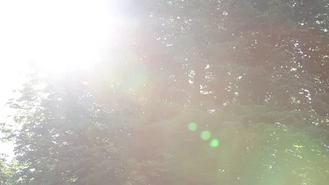 Lensflair Tree Video stock 81138105