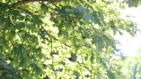 Lensflair Tree in Summer Video stock 81138251