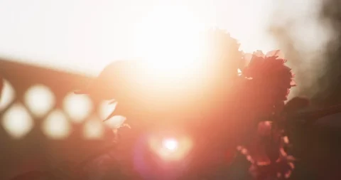 Lensflare from deep backlit sunset, pink cherry blossom, 8K Stock Footage 117154450