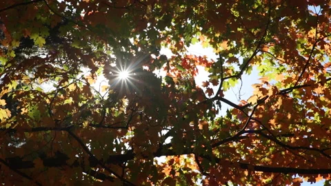 LENSFLARE NATURE Stock Footage 181010211