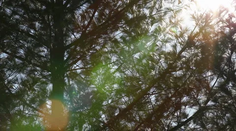 Lensflare through branches Stock Footage 2306369