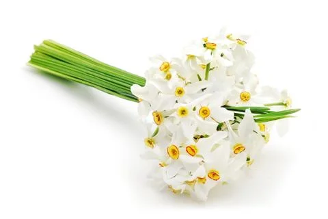 Lent lily Stock Photos