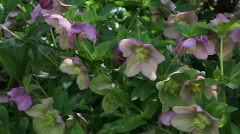 Lenten rose Stock Footage 22768516