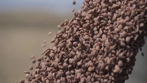 Lentil Vidéo 240548080