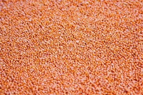 Lentil Stock Photos