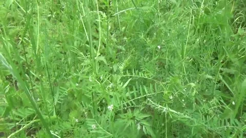 Lentil plant close up view in an ecologically clean environment of nature Stock Footage 312674949