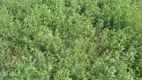 Lentil Plants Growing Densely 스톡 동영상 332536062
