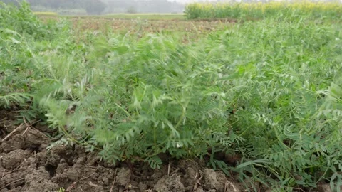 Lentil plants growing Stock Footage 332565511