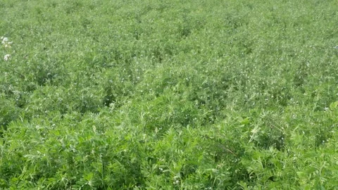 Lentil Plants Swaying Stock Footage 332537699