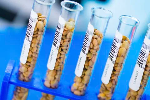 Lentil samples in test tubes Foto stock