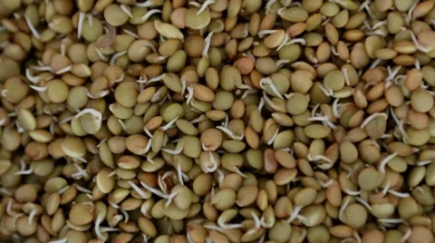 Lentil sprouts Stock Footage 17410501