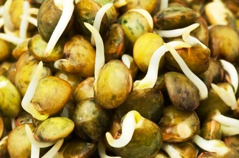 Lentil sprouts Stock Photos
