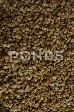 Lentil sprouts. Stock Photos
