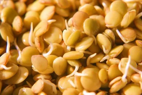 Lentil Sprouts Stock Photos