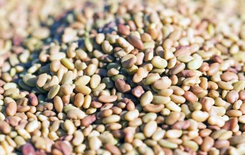 Lentils Background. Stock Photos