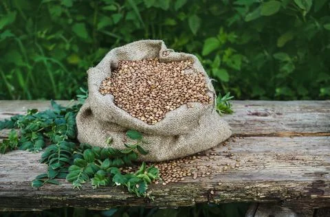 Lentils in bag. Empty copy space Fotos Stock