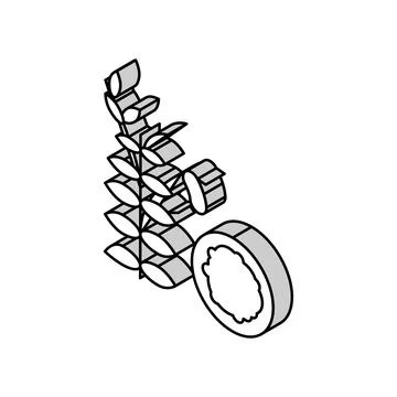 Lentils groat isometric icon vector illustration Stock Illustration