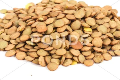 Lentils Isolated on White Background Stock Photos