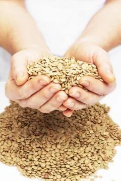 Lentils Stock Photos