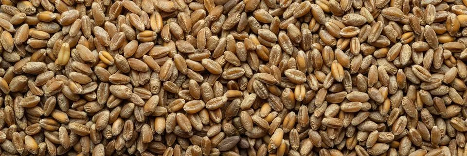 Lentils Stock Photos