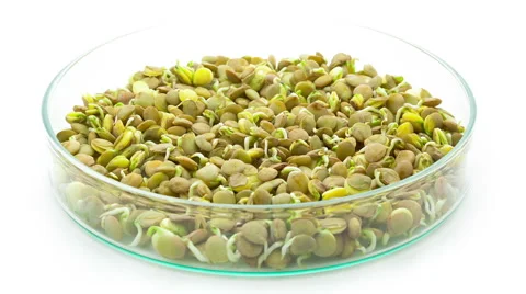Lentils sprouting timelapse Stock Footage 47751752