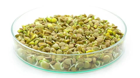 Lentils sprouting timelapse Stock Footage 47751869