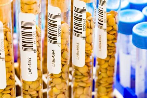 Lentils in test tubes 写真素材