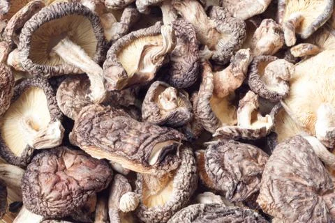 Lentinula edodes Stock Photos