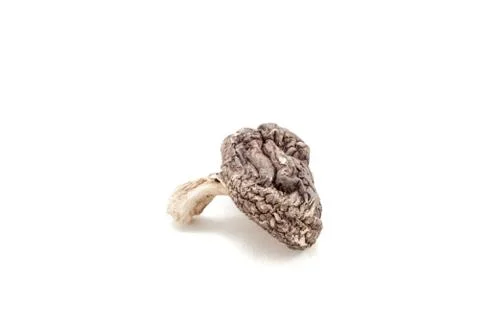 Lentinula edodes Stock Photos