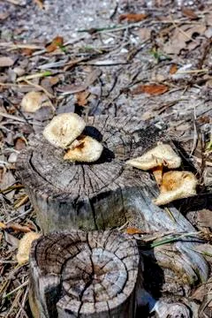 Lentinus crinitus growing on a tree stump Stock Photos