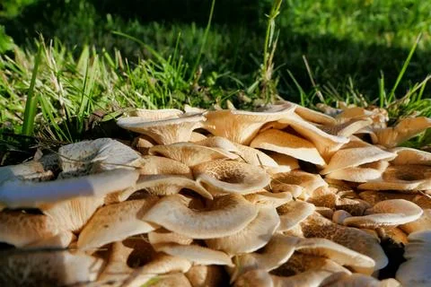Lentinus tigrinus. Stock Photos
