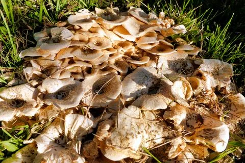 Lentinus tigrinus. Stock Photos