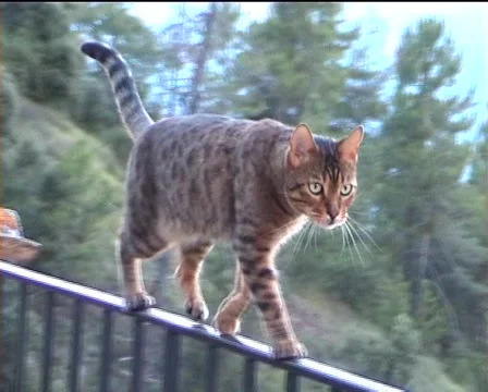 Leo and His High Wire Act Video stock 40393673