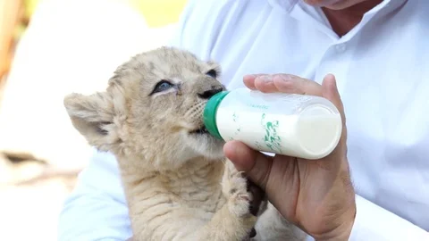 Leo eating Stock Footage 102774582