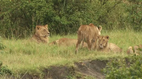 Leo lioness licks Stock-Footage 22261994
